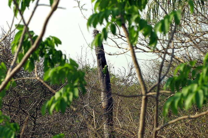 Blaustirnamazone (Amazona aestiva)