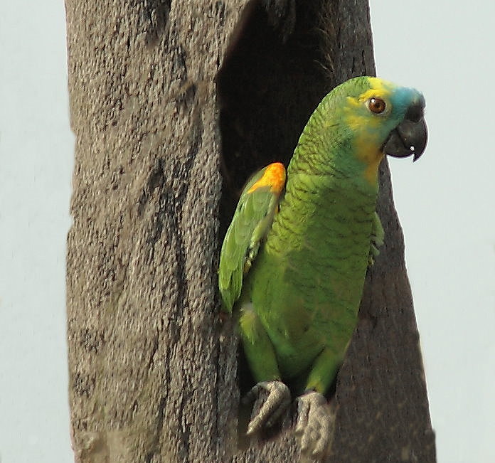 Blaustirnamazone (Amazona aestiva)