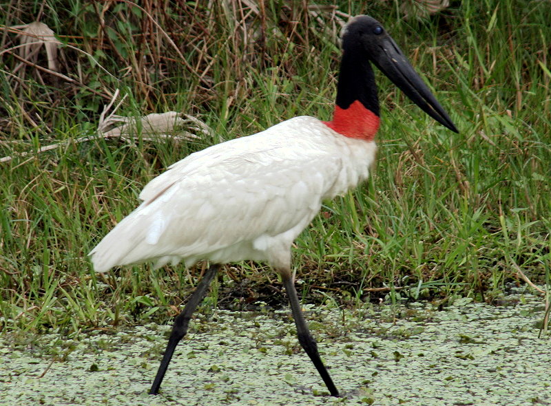 Jabiru (Jabiru mycteria)