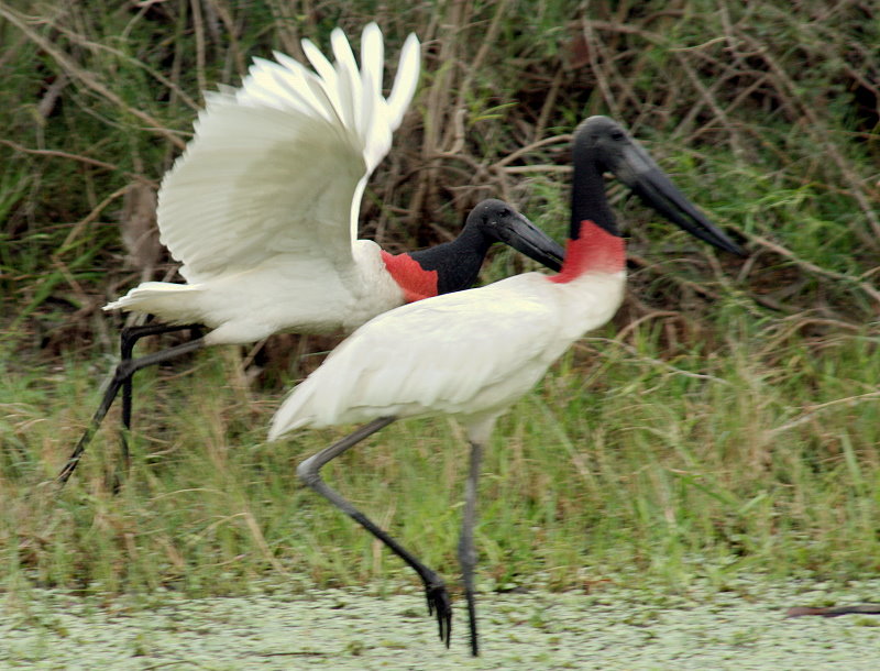 Jabiru (Jabiru mycteria)