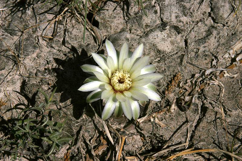 Gymnocalycium erolesii VoS 84