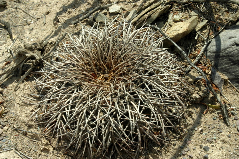 Gymnocalycium spegazzinii VoS 95