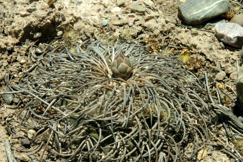 Gymnocalycium spegazzinii VoS 96