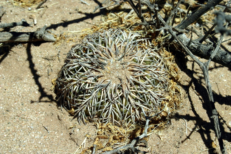 Gymnocalycium spegazzinii var. major VoS 103