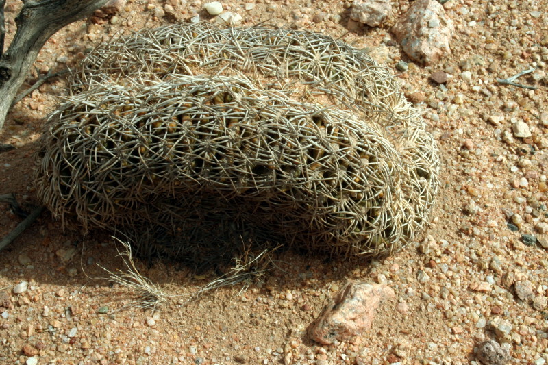 Gymnocalycium spegazzinii var. punillense VoS 107