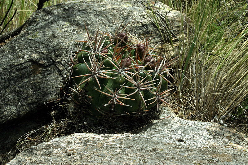 Gymnocalycium monvillei subsp. achirasense var. kainradliae VoS 196