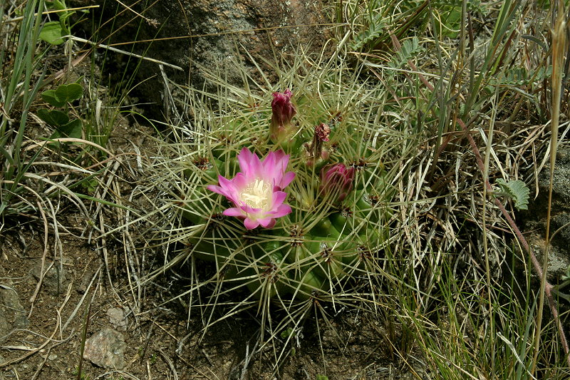 Gymnocalycium monvillei subsp. gertrudae VoS 196a