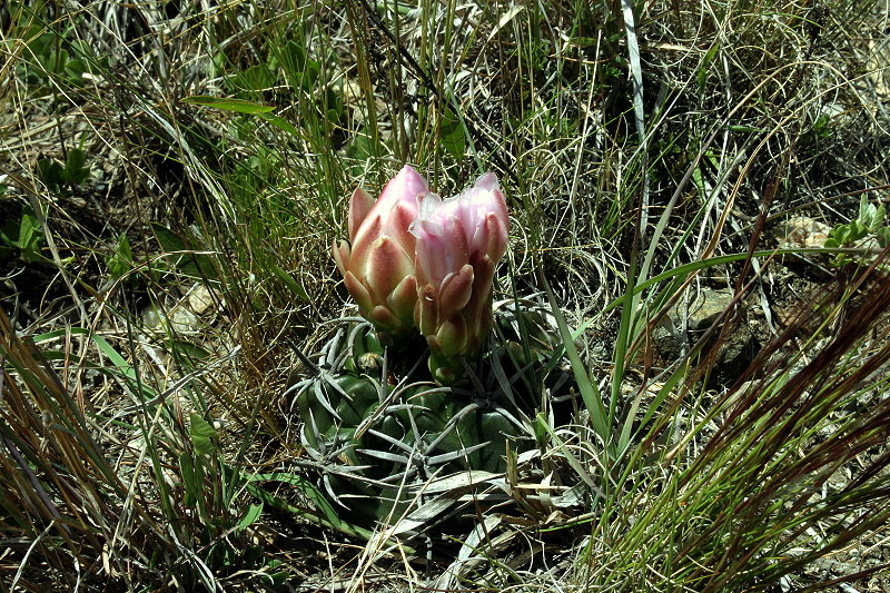 Gymnocalycium monvillei subsp. achirasense var. kainradliae VoS 196