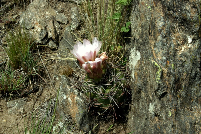 Gymnocalycium monvillei subsp. achirasense var. kainradliae VoS 195