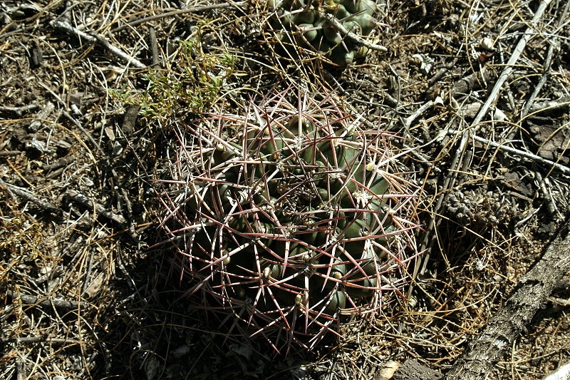 Gymnocalycium schickendantzii (Weber) Britton & Rose