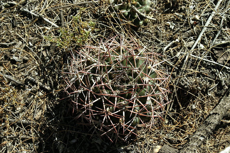 Gymnocalycium schickendantzii (Weber) Britton & Rose