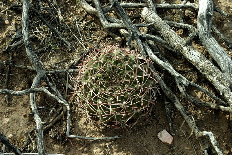 Gymnocalycium schickendantzii (Weber) Britton & Rose