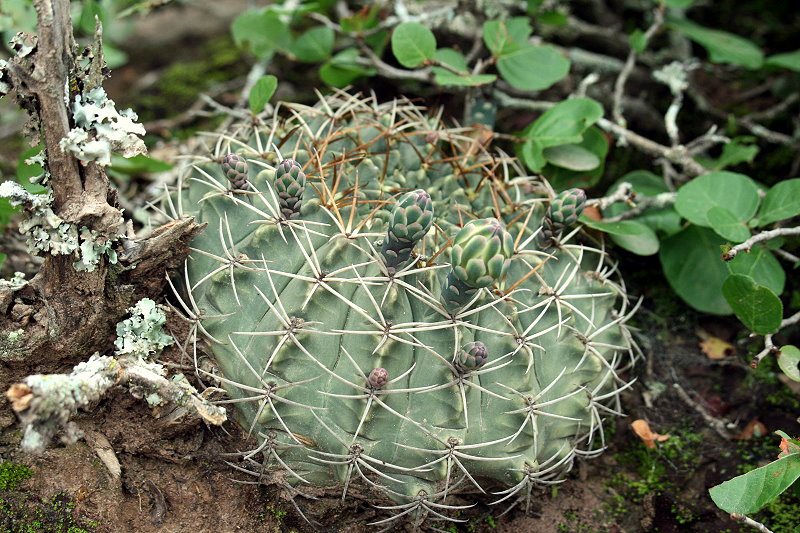 The genus Gymnocalycium