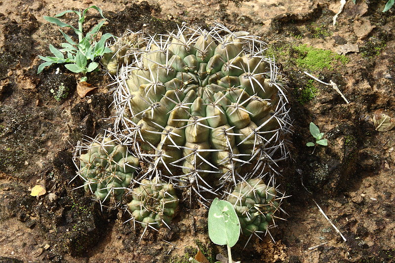 The genus Gymnocalycium