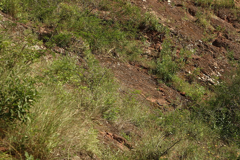 Gymnocalycium bayrianum