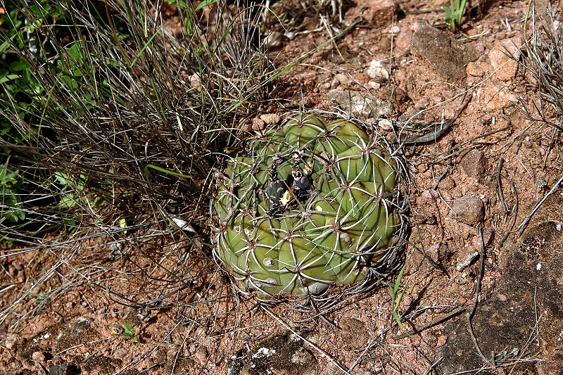 Gymnocalycium bayrianum