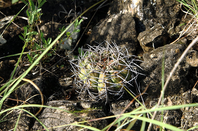 Gymnocalycium bayrianum