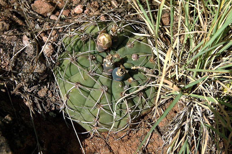 Gymnocalycium bayrianum