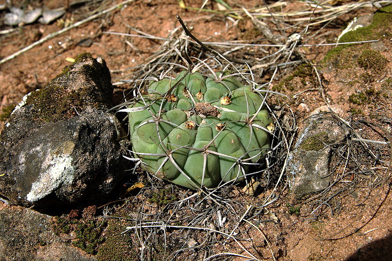 Gymnocalycium bayrianum