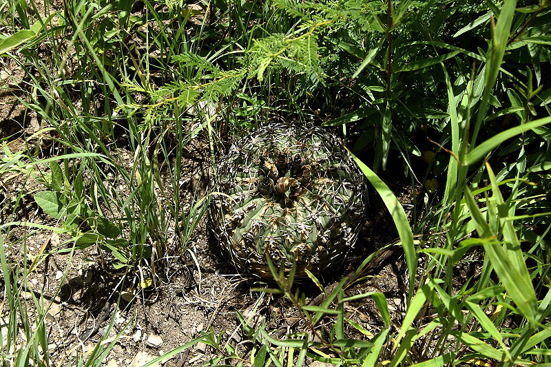 Gymnocalycium bayrianum