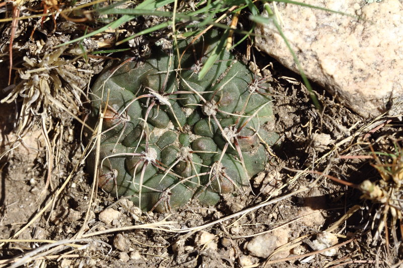 Gymnocalycium kroenleinii