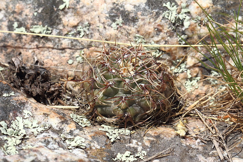 Gymnocalycium kroenleinii