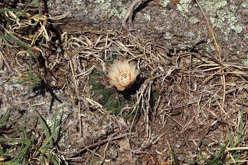 Gymnocalycium kroenleinii