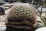 Gymnocalycium saglionis VoS 109a