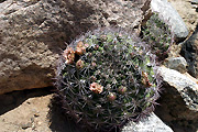 Gymnocalycium saglionis VoS 109a