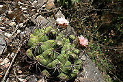 Gymnocalycium saglionis VoS 121