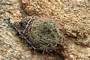 Gymnocalycium saglionis VoS 143