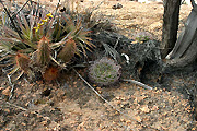 Gymnocalycium saglionis VoS 143