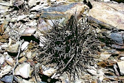 Gymnocalycium armatum VoS 74