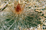 Gymnocalycium armatum VoS 74