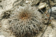 Gymnocalycium spegazzinii VoS 95