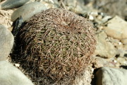 Gymnocalycium spegazzinii var. major VoS 98