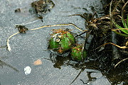 Gymnocalycium fleischerianum