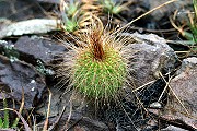 Notocactus nigrispinus