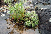 Gymnocalycium fleischerianum