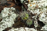 Gymnocalycium fleischerianum