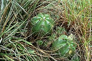 Gymnocalycium fleischerianum