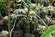 Gymnocalycium fleischerianum