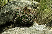 Gymnocalycium monvillei subsp. achirasense var. kainradliae VoS 196