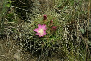 Gymnocalycium monvillei subsp. gertrudae VoS 196a