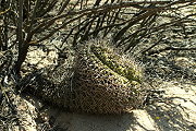 Gymnocalycium schickendantzii (Weber) Britton & Rose