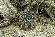 Gymnocalycium schickendantzii (Weber) Britton & Rose