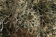 Gymnocalycium schickendantzii (Weber) Britton & Rose