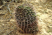 Gymnocalycium schickendantzii (Weber) Britton & Rose