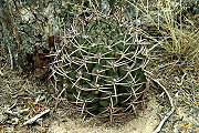 Gymnocalycium schickendantzii (Weber) Britton & Rose