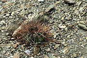 Gymnocalycium cardenasianum F. Ritter